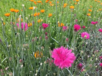 rund-um-pfalzen-bergila-26-07-18