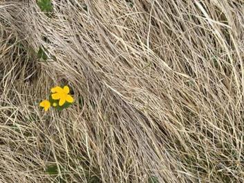 plaetzwiese-strudlkoepfe-24-05-17