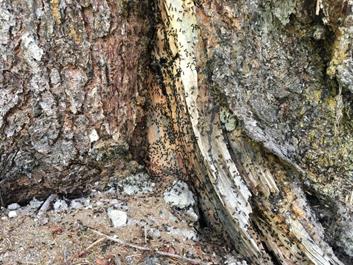 rund-um-pfalzen-21-05-18