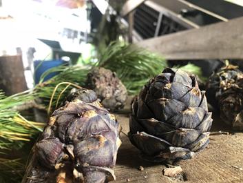 rund-um-pfalzen-kraeutergarten-bergila-24-08-18