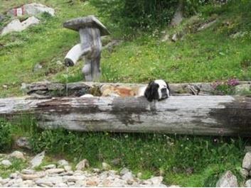 speikboden-weizgruber-alm-01-07-17-1