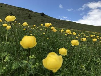 rodenecker-alm-05-06-18