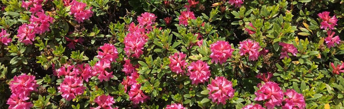 almrausch-alpenrosen