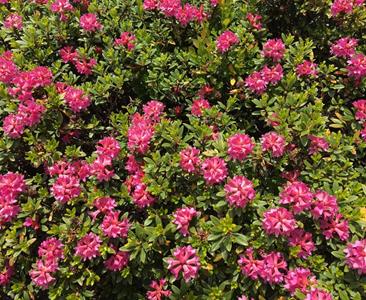 almrausch-alpenrosen