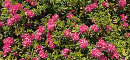 almrausch-alpenrosen