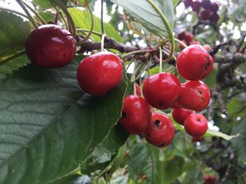 kuehberg-maria-saalen-09-07-18