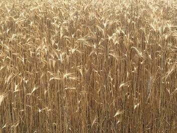 rund-um-pfalzen-irenberg-11-07-18