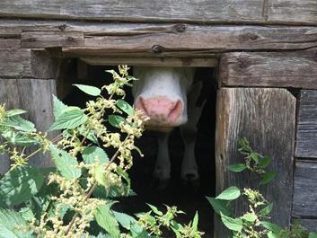 schwarzbach-alm-01-08-18