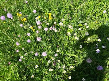 issinger-weiher-28-05-18