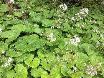 muehlbach-tal-27-05-18