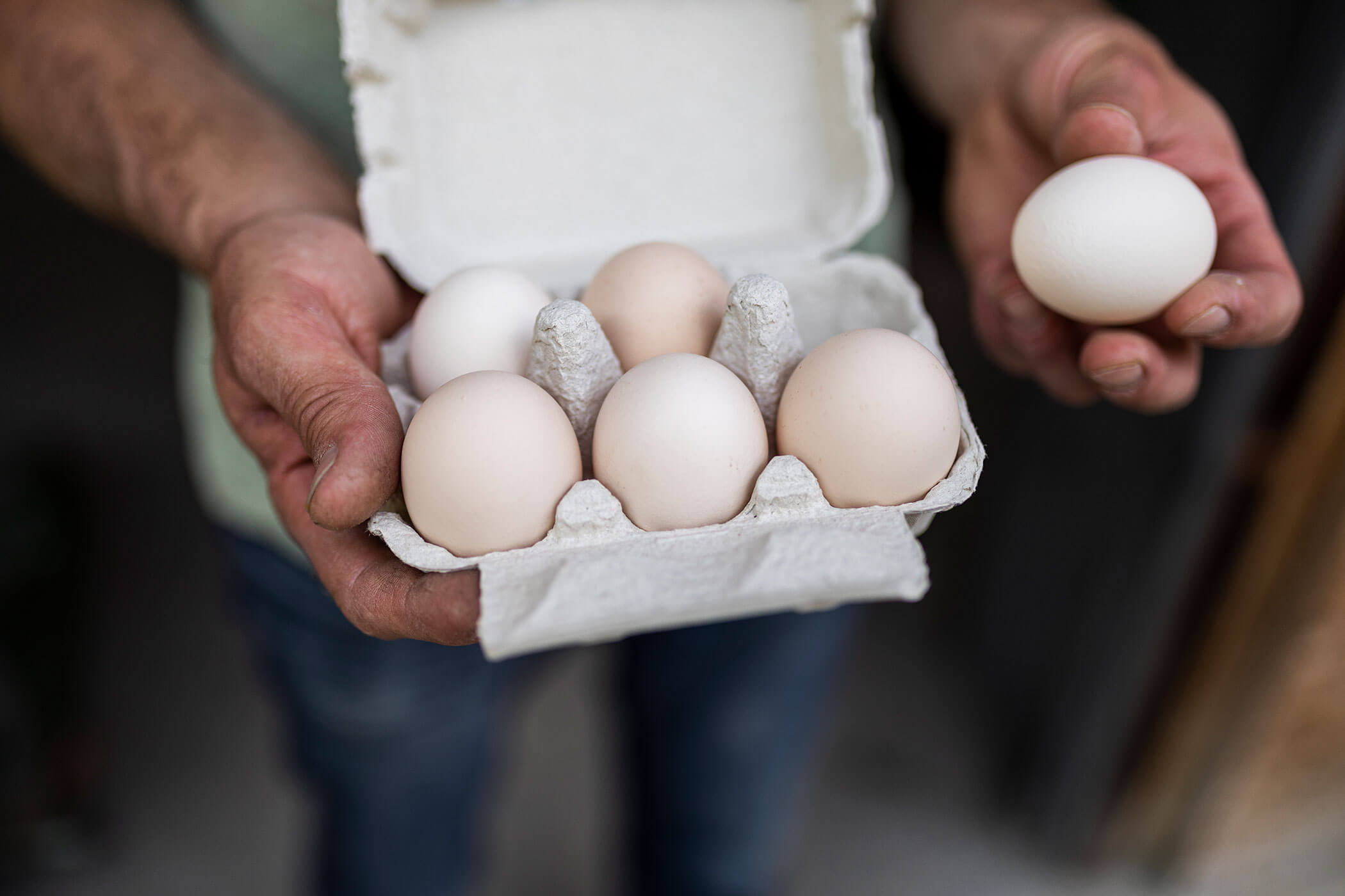 A person holding a carton of six eggs in one hand and a single egg in the other hand. - Hotel Innerhofer