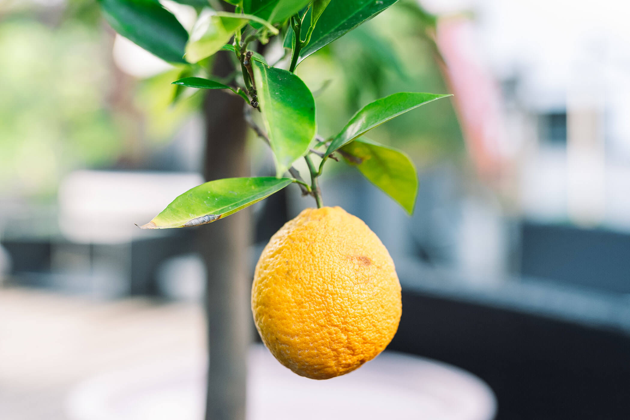 A ripe yellow lemon hanging from a green leafy branch on a tree, with a blurred background. - Hotel Innerhofer