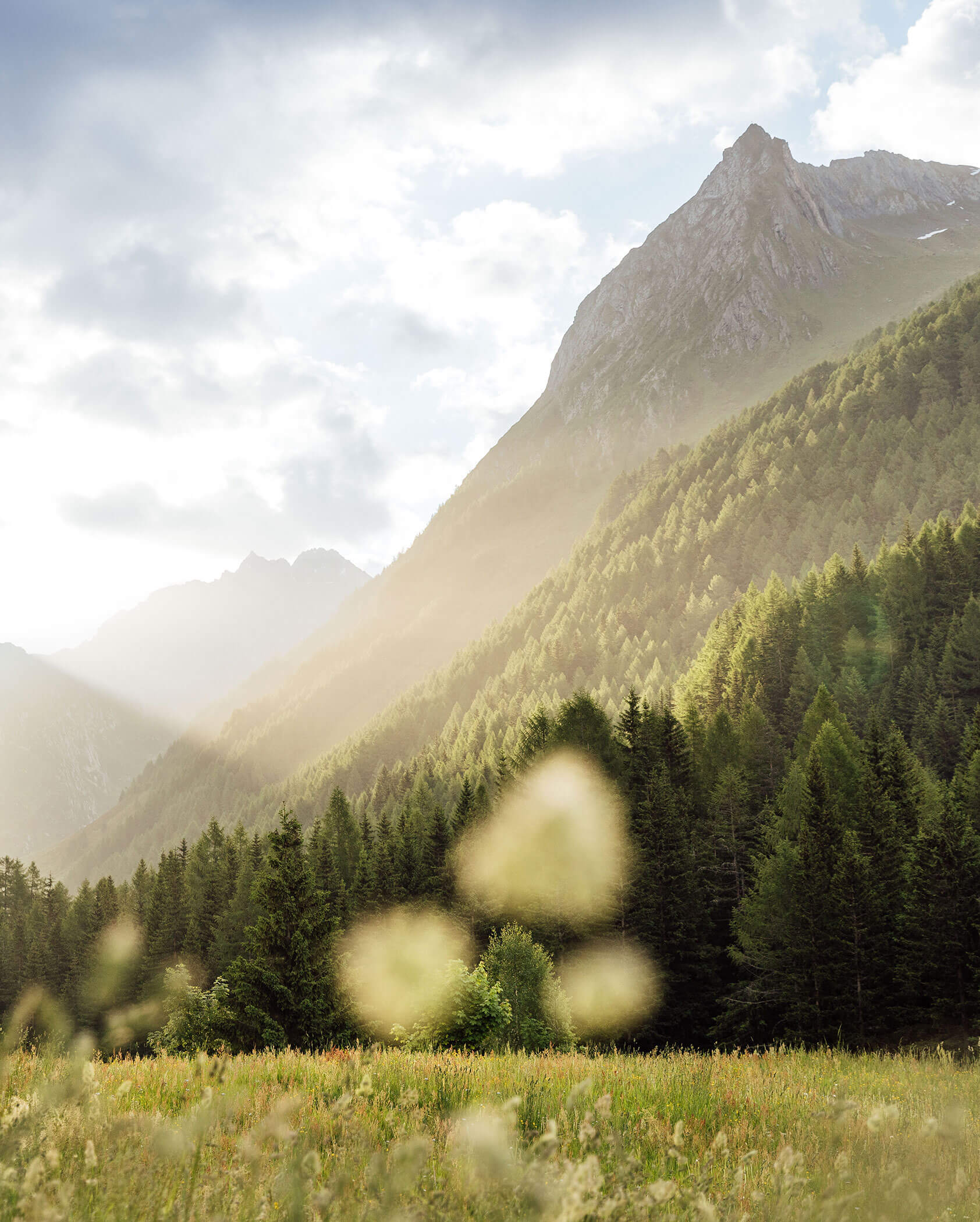 Sunlight filters through clouds over a forested mountain peak, with wildflowers in the foreground. - Hotel Innerhofer