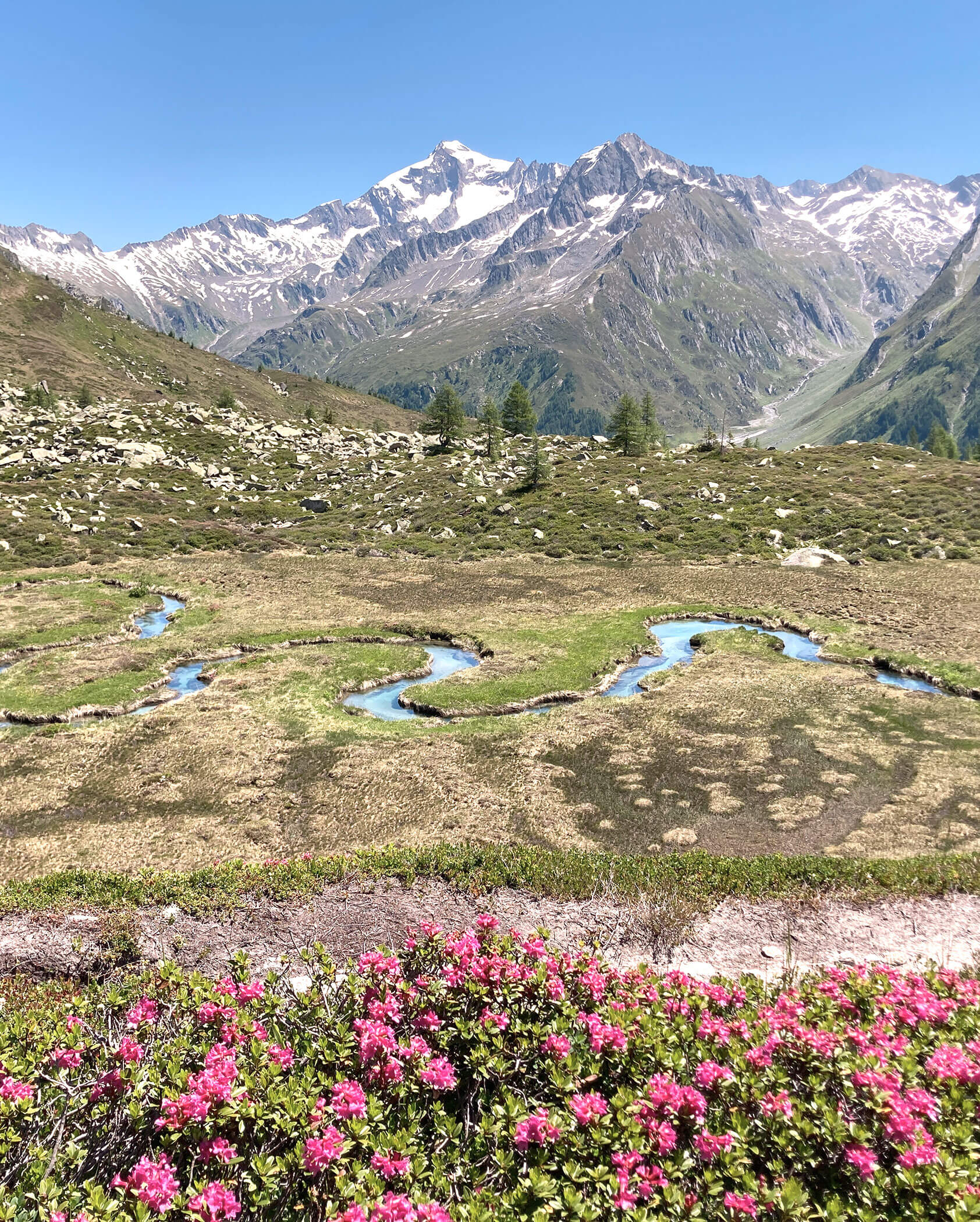 A winding stream flows through an alpine meadow with pink flowers, mountains, and snowy peaks in the background. - Hotel Innerhofer
